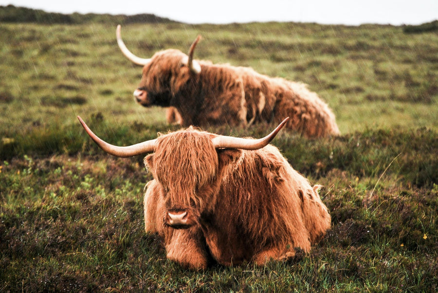 Grass-fed beef tallow, nothing wasted.